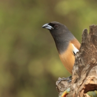 Srokówka jasnoskrzydła - Rufous Treepie