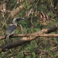 Dzioborożec indyjski - Indian Grey-Hornbill