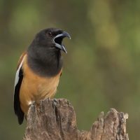 Srokówka jasnoskrzydła - Rufous Treepie