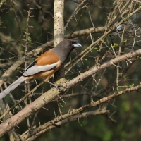 Srokówka jasnoskrzydła - Rufous Treepie