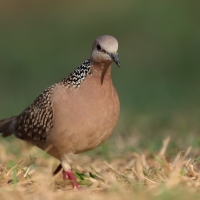 Synogarlica perłoszyja - Spotted Dove