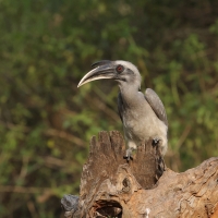Dzioborożec indyjski - Indian Grey-Hornbill