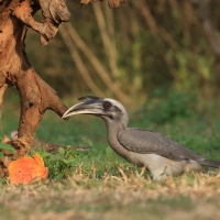 Dzioborożec indyjski - Indian Grey-Hornbill