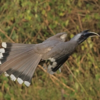 Dzioborożec indyjski - Indian Grey-Hornbill