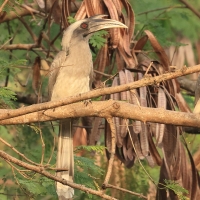 Dzioborożec indyjski - Indian Grey-Hornbill