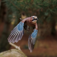 Sójka - Eurasian Jay