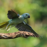 Aleksandretta seledynowa - Malabar Parakeet
