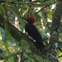 Dzięcioł białobrzuchy - White-bellied Woodpecker