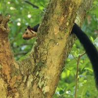 Wiewióra dekańska - Indian giant squirrel
