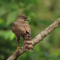 Krogulec czubaty - Crested Goshawk