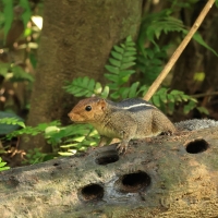 Pasecznik trójpręgi - Jungle palm squirrel