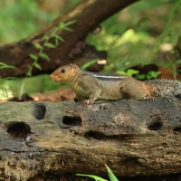 Pasecznik trójpręgi - Jungle palm squirrel
