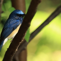 Niltawa modrogłowa - Blue-throated Flycatcher