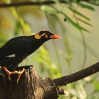 Gwarek malabarski - Southern Hill Myna