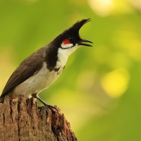 Bilbil zbroczony - Red-whiskered Bulbul