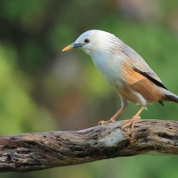 Szpak rdzawobrzuchy - Malabar Starling