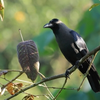 Wrona orientalna - House Crow