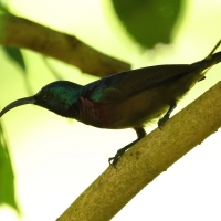 Nektarnik długodzioby - Long-billed Sunbird