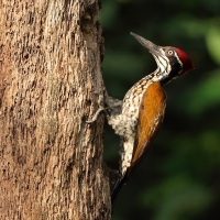 Sułtan złotogrzbiety - Greater flameback