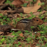 Pasecznik trójpręgi - Jungle palm squirrel