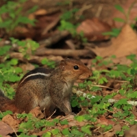 Pasecznik trójpręgi - Jungle palm squirrel