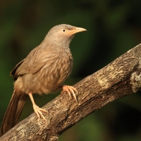 Tymal szarogłowy - Jungle Babbler