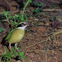Kurtaczek bengalski - Indian Pitta