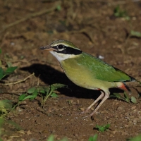 Kurtaczek bengalski - Indian Pitta