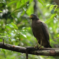 Wężojad czubaty - Crested Serpent-Eagle