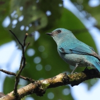 Modrówka seledynowa - Verditer Flycatcher