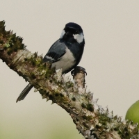 Bogatka - Great Tit