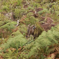 Nilgiritar leśny - Nilgiri tahr 