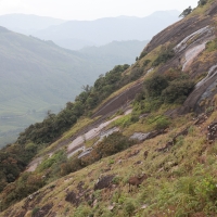 Nilgiritar leśny - Nilgiri tahr 
