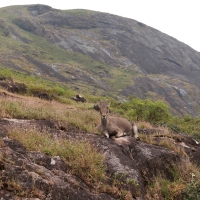 Nilgiritar leśny - Nilgiri tahr 