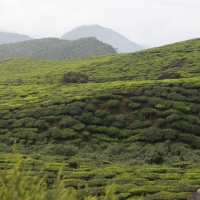 Plantacje herbaty