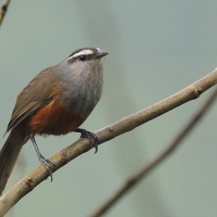Malabarosójkownik rdzawoboczny - Kerala Laughingthrush