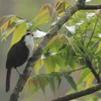 Łączniak żółtodzioby - Indian Scimitar-Babbler