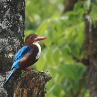 Łowiec krasnodzioby - White-breasted Kingfisher