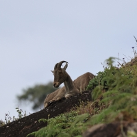 Nilgiritar leśny - Nilgiri tahr 