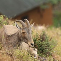 Nilgiritar leśny - Nilgiri tahr 