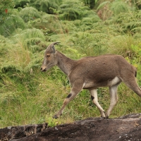 Nilgiritar leśny - Nilgiri tahr 