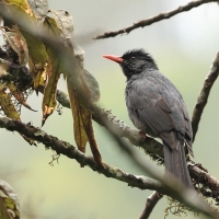 Szczeciak równosterny - Square-tailed Bulbul
