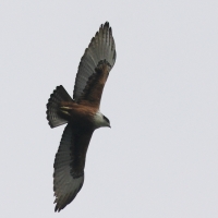 Rdzawobrzuch - Rufous-bellied Eagle