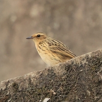 Świergotek samotny - Nilgiri Pipit