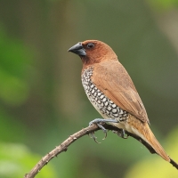 Mniszka muszkatowa - Scaly-breasted Munia
