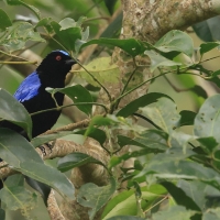 Turkuśnik indyjski - Asian Fairy-bluebird