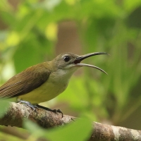 Pajęcznik długodzioby - Little Spiderhunter