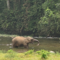 Słoń w parku w okolicy Kothamangalam 