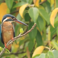 Zimorodek zwyczajny - Common Kingfisher