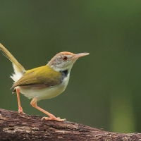 Krawczyk zwyczajny - Common Tailorbird